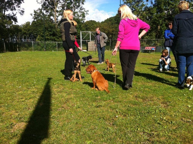 Guusje 1e puppy les 22-09-2012 074.jpg